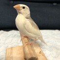 文鳥　ヒナお譲りします！