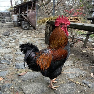 ニワトリ　オス　アローカナ