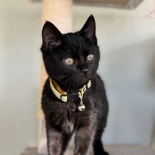黒猫子猫オス♥3ヶ月♥丸顔ちゃん