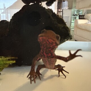 里親が決まりました　ありがとうございました