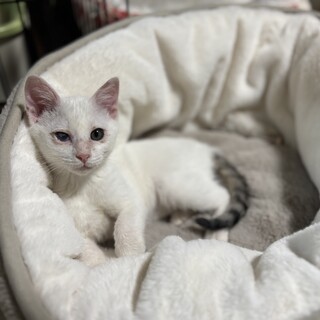 大音量でゴロゴロ甘えん坊でスリスリ男の子