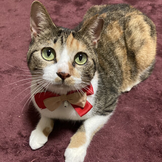 �r���n���f�B����I�l����D���Â���V�w�߂��x