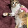 排泄ハンディあり！人が大好き甘えん坊『めぐ』 サムネイル3
