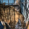 排泄ハンディあり！人が大好き甘えん坊『めぐ』 サムネイル7