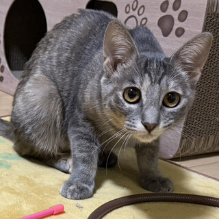 珍しいグレーサビ！高貴な美猫『姫』５カ月