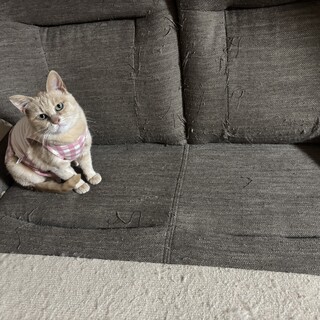 超オススメ飼いやすさ抜群の大人しい女の子❗️