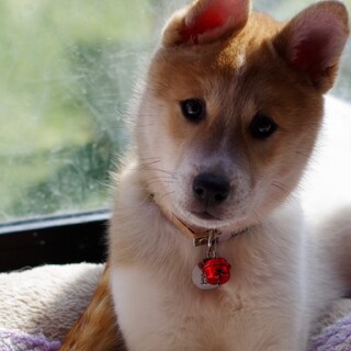 ふわふわかわいい男の子