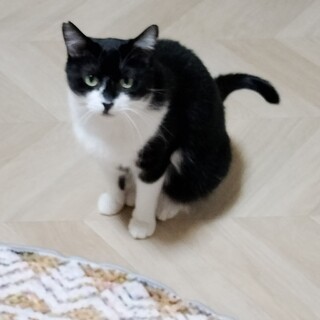 甘ったれ進行中、たんたん