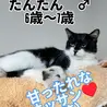 甘ったれ進行中、たんたん