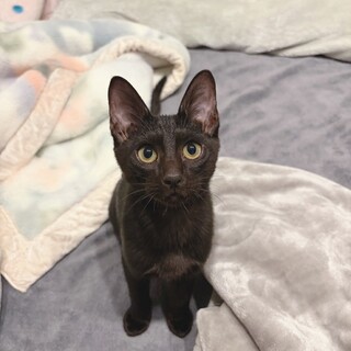 背中にワンポイント甘えん坊 クイ(旧おはぎ)くん