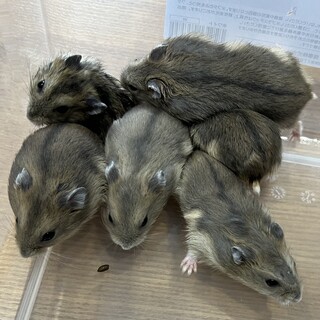 生後1ヶ月ジャンガリアンハムスター