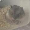 生後1ヶ月ジャンガリアンハムスター サムネイル5