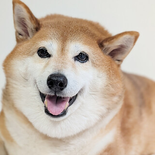 柴犬まるこ（12歳♀）～おっとり穏やか