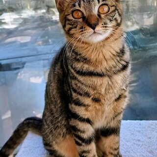 子猫のはづきかわいいぞっ!