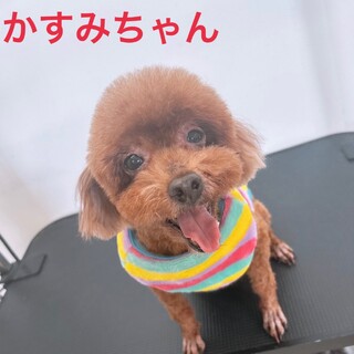 大人しくて甘えん坊なかすみちゃん