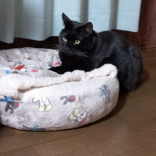 お笑い担当黒猫ぶー