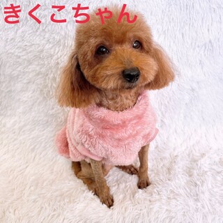 ご家族が決まりました♡きくこちゃん