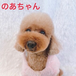 遊ぶの大好き♡ノアちゃん