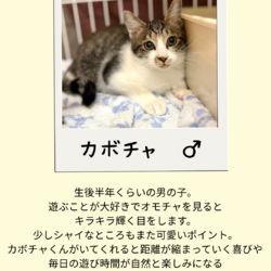 今年最後の店内ふれあい譲渡会 サムネイル2