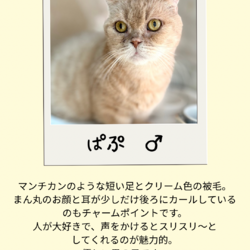 今年最後の店内ふれあい譲渡会 サムネイル3