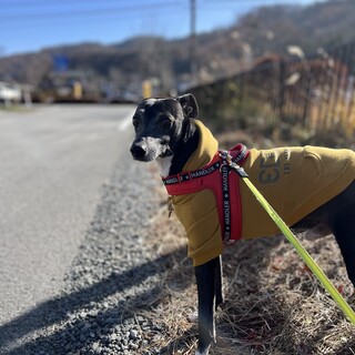 元気なイタグレ