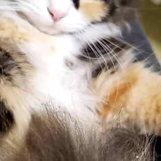 ３ヶ月子猫４匹里親様募集