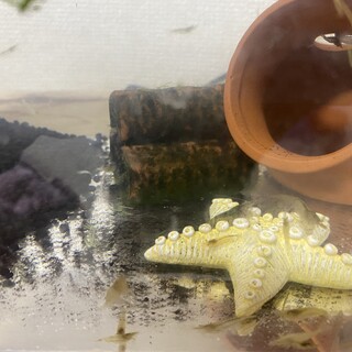 チェリーシュリンプ 稚魚