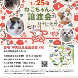 ねこざんまい譲渡会@東日本橋