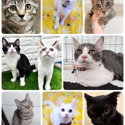 ねこざんまい譲渡会@東日本橋 サムネイル2