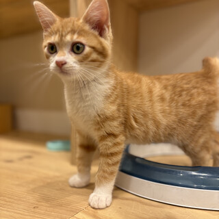 猫も人も好き！甘えん坊トナくん！