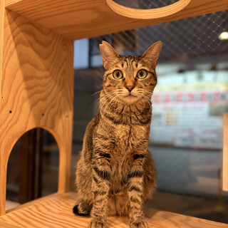 ビビリなイカ耳がんもくん！