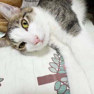 怖がりキジ白のやっくん