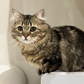 マンチカンの男の子