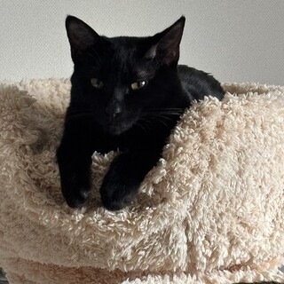 里親様募集中！