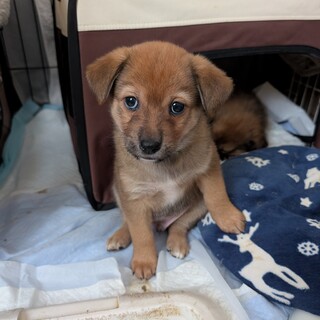 7つの子「どんくん」