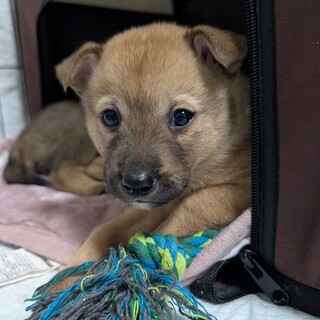 7つの子「きのくん」