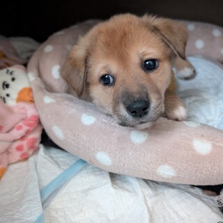 7つの子「かぼくん」