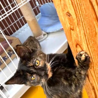 人慣れしている黒さびちゃん