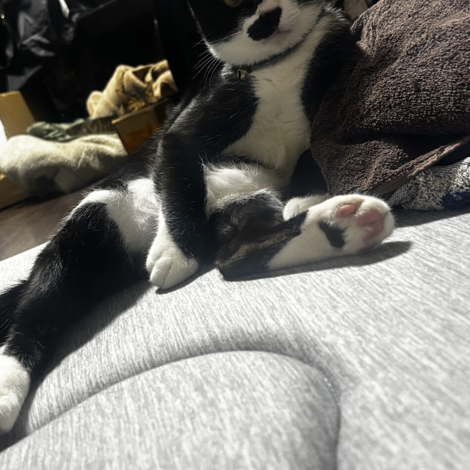 くぅのカバー写真