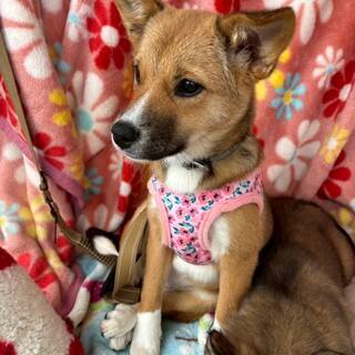 約4ヶ月の女の子【シャイン】