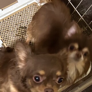 チワワ ペア 1匹ずつ可能 代理投稿