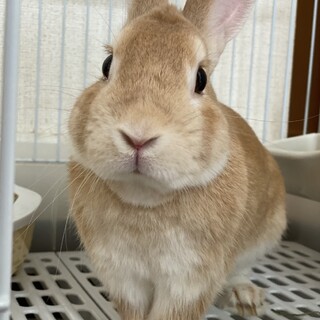 ネザーランドドワーフ★男の子