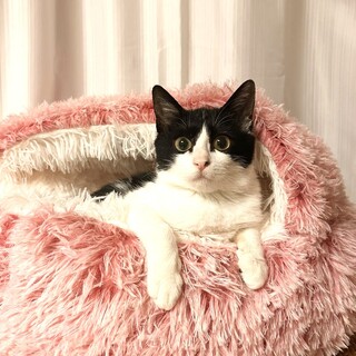 【12/27東銀座】田んぼちゃん★４ヵ月♪