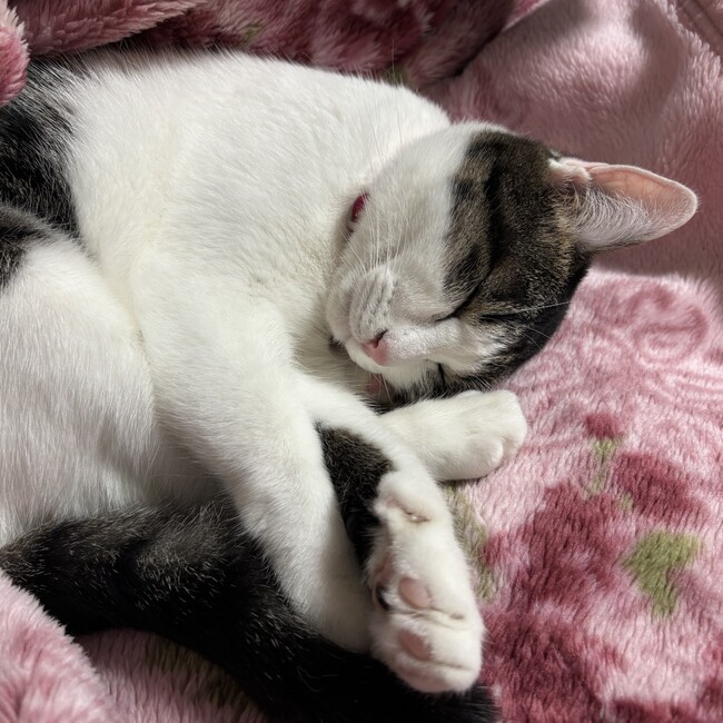 瑞菖斎のカバー写真