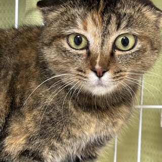 里親様募集中！