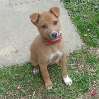 人が大好き健康で明るい性格めす子犬