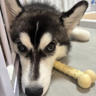 ハスキー犬