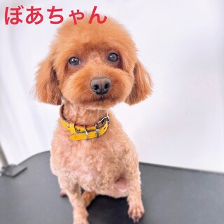 抱っこ大好き♡ぼあちゃん