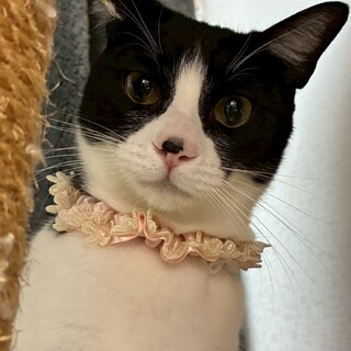 1/18ドン・キホーテ譲渡会参加ハチワレ美女