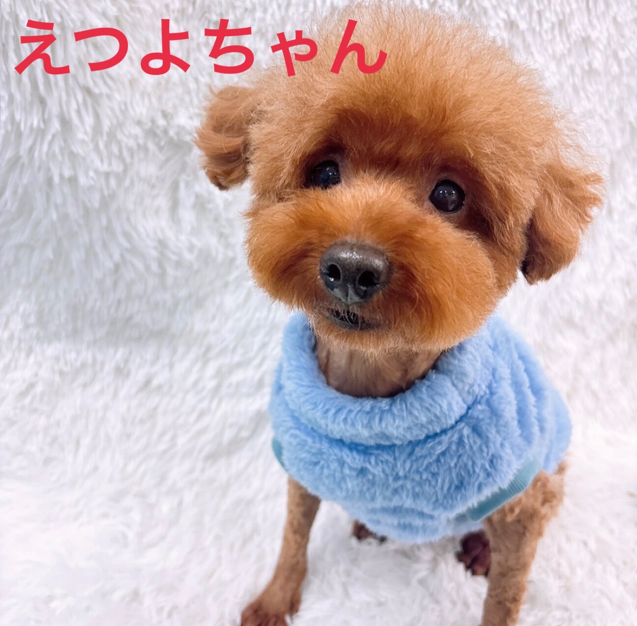 里親様募集♡送料込み。アプリコットちゃん。トップノット。 里親様